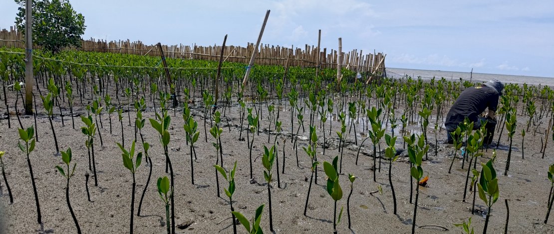 Lokasi pembelajaran rehabilitasi ekosistem mangrove di kawasan wisata mangrove Lantebung, Kelurahan Bira, Kecamatan Tamalanrea Kota Makassar.