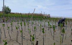 YKL Indonesia Kembangkan Situs Belajar Rehabilitasi Mangrove di Kota Makassar