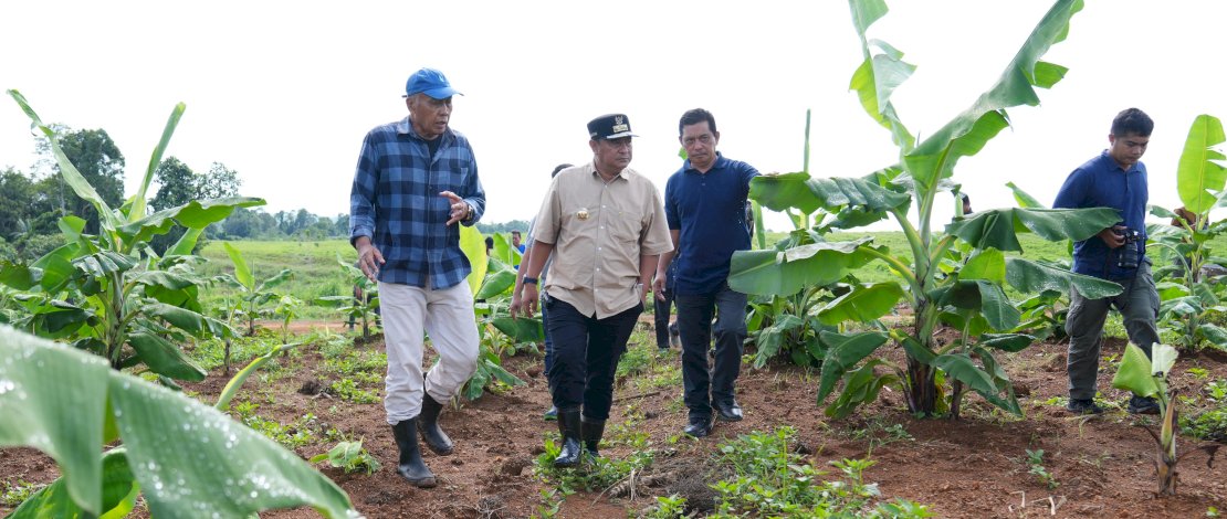 Penjabat Gubernur Sulsel Bahtiar Baharuddin bersama perwakilan PT Perkebunan Nusantara (PTPN) melakukan peninjauan pisang cavendish yang sudah berumur empat bulan di Kecamatan Mare, Kabupaten Bone, Sabtu, 17 Februari 2024. Penjabat Gubernur Sulsel Bahtiar Baharuddin bersama perwakilan PT Perkebunan Nusantara (PTPN) melakukan peninjauan pisang cavendish yang sudah berumur empat bulan di Kecamatan Mare, Kabupaten Bone, Sabtu, 17 Februari 2024.
