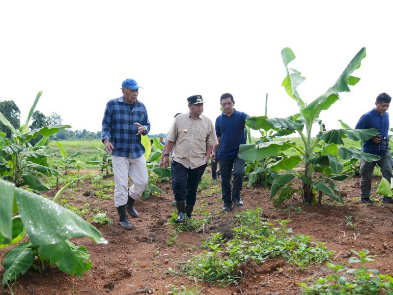Empat Bulan Lagi Pisang Cavendish di Mare Akan Dipanen