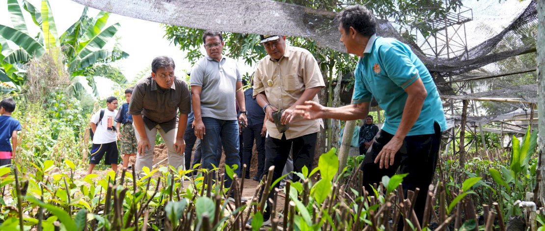 Pembibitan sukun yang diinisiasi langsung kelompok tani di Desa Samaenre, Kecamatan Bengo, Kabupaten Bone, menarik perhatian Penjabat Gubernur Sulsel, Bahtiar Baharuddin. 