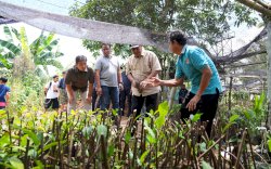 Pj Gubernur Sulsel Cek Lokasi Pembibitan Sukun yang Diinisiasi Kelompok Tani Desa Samaenre