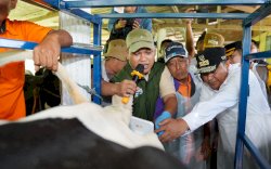 Melalui Inseminasi Buatan, Pj Gubernur Sulsel Target Enrekang Jadi Sentral Sapi Perah 