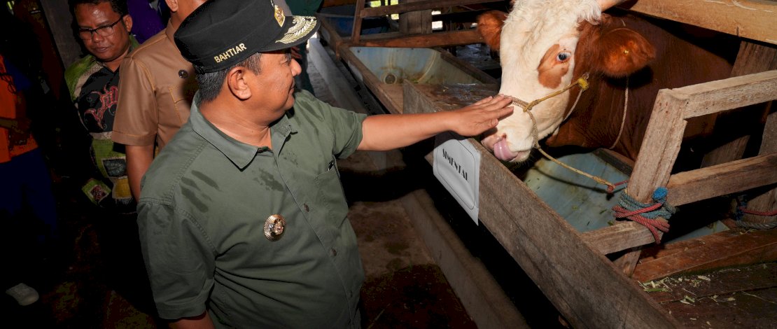 Penjabat Gubernur Sulsel, Bahtiar Baharuddin, menunjukkan keseriusannya meningkatkan produksi ternak di Sulsel melalui Inseminasi Buatan (IB). Penjabat Gubernur Sulsel, Bahtiar Baharuddin, menunjukkan keseriusannya meningkatkan produksi ternak di Sulsel melalui Inseminasi Buatan (IB).