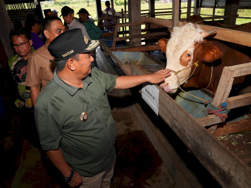 Pj Gubernur Sulsel Serius Tingkatkan Produksi Ternak, Inseminasi Buatan Juga Dilakukan di Sidrap dan Barru 