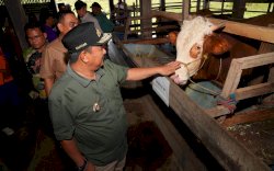 Pj Gubernur Sulsel Serius Tingkatkan Produksi Ternak, Inseminasi Buatan Juga Dilakukan di Sidrap dan Barru 