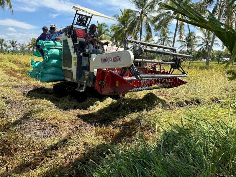 Panen Padi di Sumsel Optimal, Optimistis Puncak Panen Mencukupi Pasar