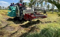 Panen Padi di Sumsel Optimal, Optimistis Puncak Panen Mencukupi Pasar