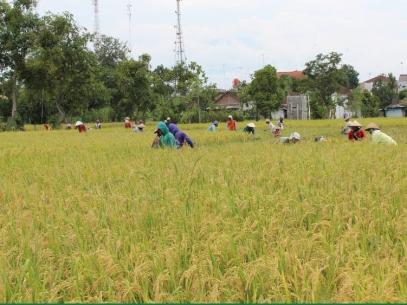 Panen Raya di Bali Amankan Stok Beras