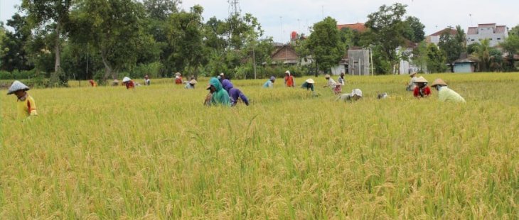 Panen Raya di Bali Amankan Stok Beras