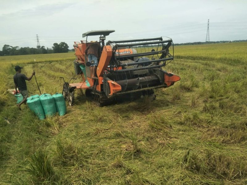 Masuk Panen Raya Maret-April, Produksi Beras Melimpah Capai 8,46 Juta Ton