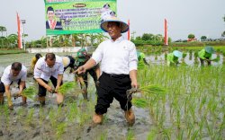 Termasuk Sulsel, Berikut 10 Besar Provinsi Produsen Beras Tertinggi Nasional