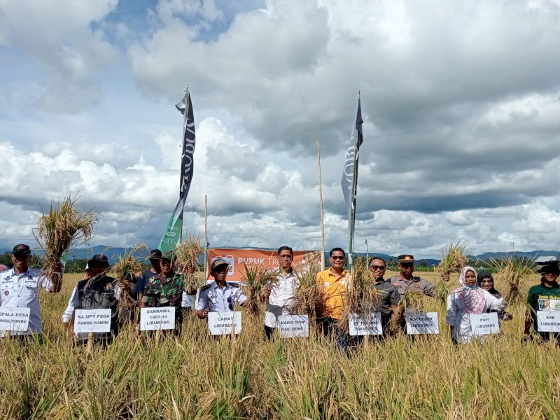 Hasil Panen Tembus 7,3 Ton Per Hektare Ditengah El Nino, Petani di Bone Ungkap Rahasianya