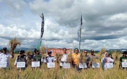 Hasil Panen Tembus 7,3 Ton Per Hektare Ditengah El Nino, Petani di Bone Ungkap Rahasianya