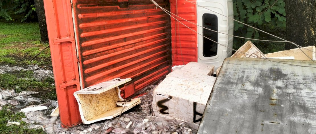 Ribuan ekor ikan cumi-cumi berserakan di Jalan Tol Reformasi Km. 1 + 400 A Seksi IV, setelah ban mobil truk out kontrol hingga terguling keluar ke bahu jalan. 