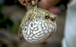 Racun Ikan Buntal Ternyata 1.000 Kali Lebih Mematikan dari Sianida