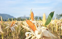 Termasuk Jeneponto dan Bone, Berikut 10 Kabupaten Produsen Jagung Terbesar di Indonesia Periode Maret – April