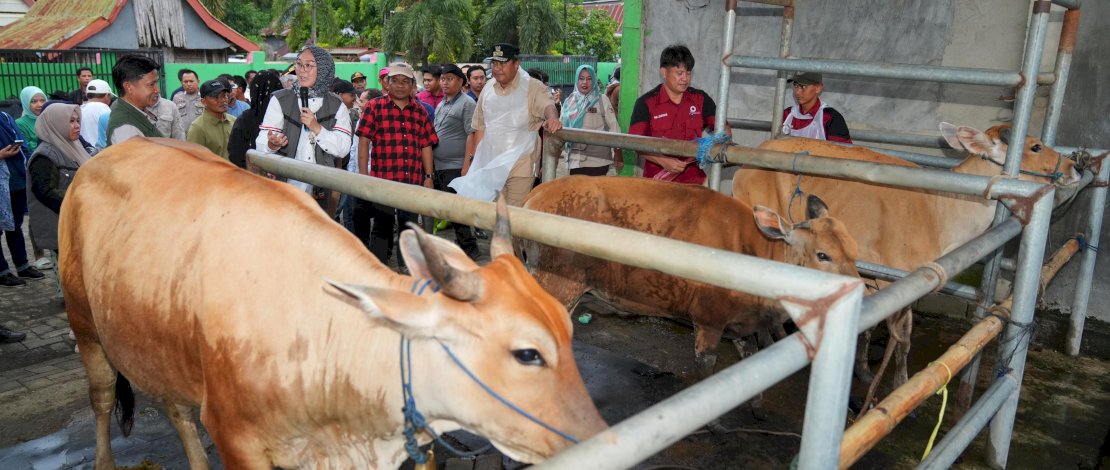 Program Inseminasi Buatan (IB) Pemerintah Provinsi (Pemprov) Sulsel yang diinisiasi Penjabat Gubernur Sulsel Bahtiar Baharuddin, juga akan diberikan kepada peternak di Kabupaten Jeneponto. 