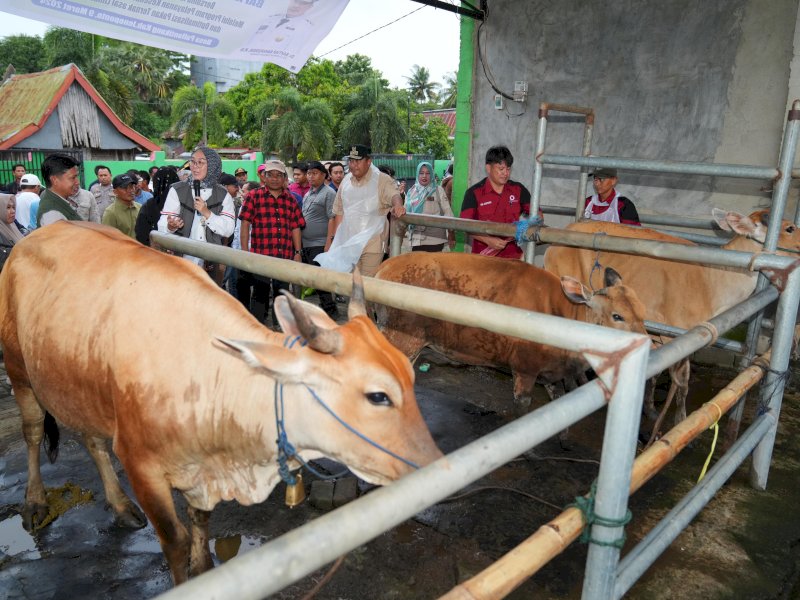8.400 Ekor Sapi Jeneponto Jadi Sasaran Program Inseminasi Buatan Massal Pemprov Sulsel 