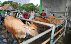 8.400 Ekor Sapi Jeneponto Jadi Sasaran Program Inseminasi Buatan Massal Pemprov Sulsel 