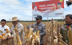 Kementan-Kemenhan Gelar Panen Raya Jagung di Kawasan Food Estate Gunung Mas