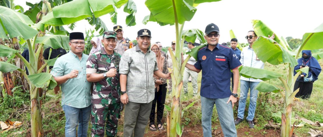 Pj Gubernur Bahtiar didampingi Sekda Kabupaten Gowa dan Dandim mengecek lahan pisang Cavendish Kodim 1409 Gowa, di Tamarunang, Kecamatan Somba Opu, Kabupaten Gowa, Selasa, 12 Maret 2024. Pj Gubernur Bahtiar didampingi Sekda Kabupaten Gowa dan Dandim mengecek lahan pisang Cavendish Kodim 1409 Gowa, di Tamarunang, Kecamatan Somba Opu, Kabupaten Gowa, Selasa, 12 Maret 2024.