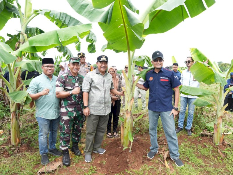 Ditanam Saat Kemarau, Pisang Cavendish di Tamarunang Gowa Dipanen Empat Bulan Lagi
