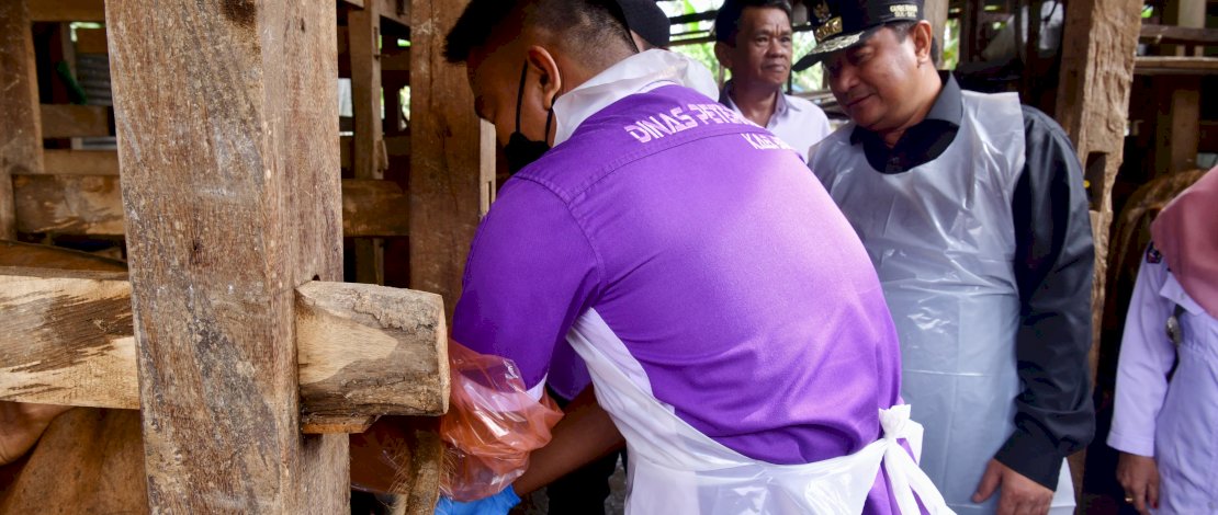 Program peningkatan produksi dan kualitas peternakan melalui program inseminasi buatan pelayanan kesehatan hewan dan optimalisasi pakan ternak asal limbah pertanian, juga dilakukan di Desa Ajjalireng, Kecamatan Tellu Siattinge, Kabupaten Bone, Rabu, 13 Maret 2024. Program peningkatan produksi dan kualitas peternakan melalui program inseminasi buatan pelayanan kesehatan hewan dan optimalisasi pakan ternak asal limbah pertanian, juga dilakukan di Desa Ajjalireng, Kecamatan Tellu Siattinge, Kabupaten Bone, Rabu, 13 Maret 2024.