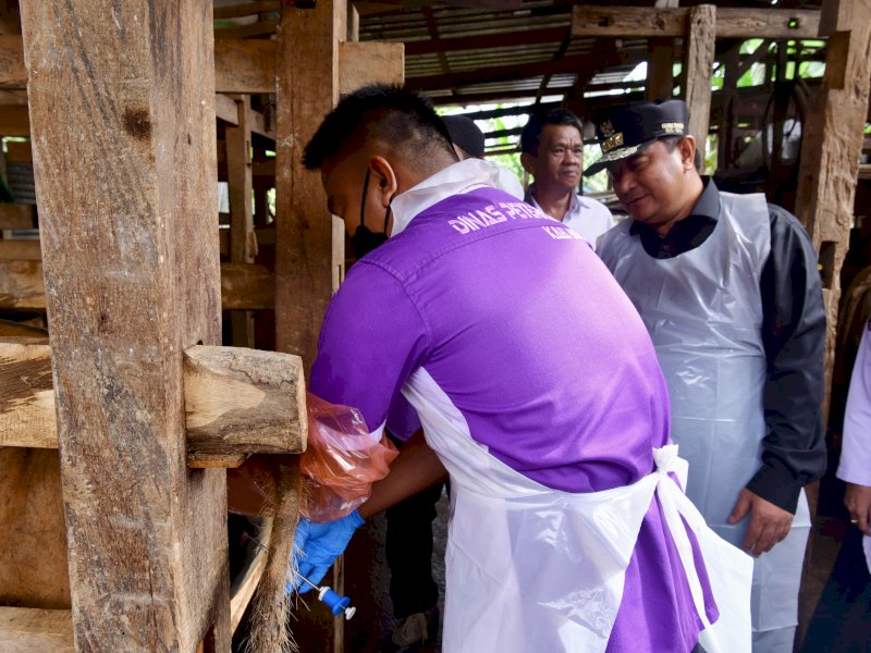 Inseminasi Buatan di Tellu Siattinge Bone, Pj Gubernur Sulsel Pastikan Program Sampai ke Masyarakat 