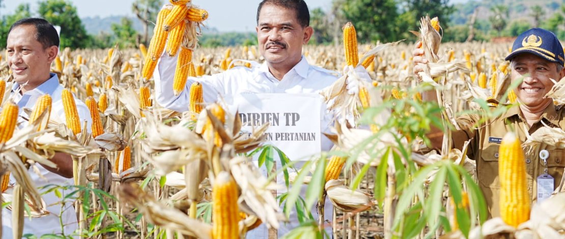 Panen raya jagung di Desa Nimbang, Kecamatan Palang, Kabupaten Tuban, Jatim, Selasa, 19 Maret 2024.