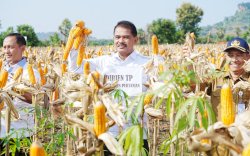 Panen Raya Jagung, Petani Usul Fleksibilitas HAP Jagung Dinaikkan