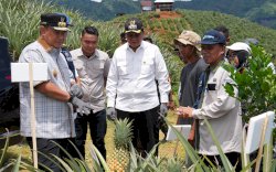 Tanam Sekaligus Panen Nanas di Barru, Pj Gubernur Sulsel Dorong Produksi Hingga 1.000 Hektare