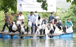 200 Ribu Benih Ikan Nila Ditebar di Barru