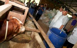 Melalui Inseminasi Buatan, Pj Gubernur Sulsel Dorong Peternak Jadi Pengusaha Ternak