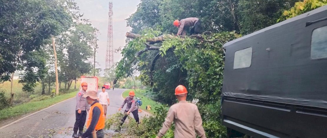 Tim SAR Brimob Bone Evakuasi Pohon Tumbang Di Jalan Poros Bone-Makassar Tim SAR Brimob Bone Evakuasi Pohon Tumbang Di Jalan Poros Bone-Makassar