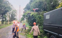 Tim SAR Brimob Bone Evakuasi Pohon Tumbang Di Jalan Poros Bone-Makassar