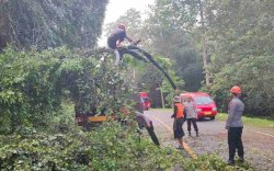 Poros Bone-Makassar Nyaris Lumpuh Total, Pohon Besar Tumbang di Jalan