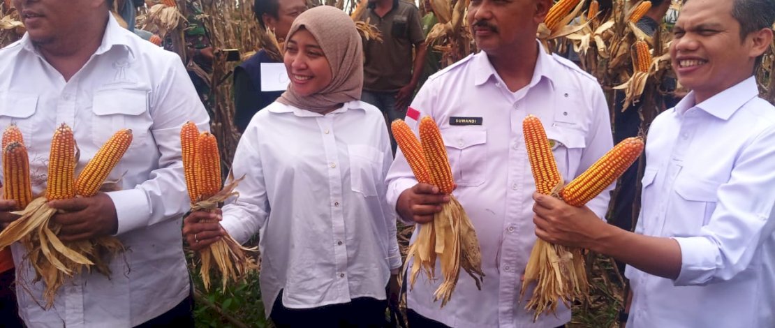 Direktur Jenderal Tanaman Pangan, Suwandi saat mewakili Menteri Pertanian, Andi Amran Sulaiman, meninjau serta melakukan panen jagung di Desa Godo, Kecamatan Winong, Kabupaten Pati, Jumat kemarin, 22 Maret 2024.