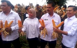 Produksi Jagung Nasional Awal 2024 Naik Tajam