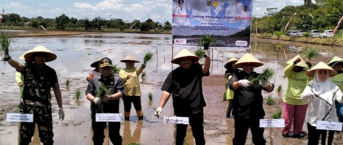 Penanaman padi pada lahan rawa di Kabupaten Pulang Pisau, Provinsi Kalimantan Tengah.