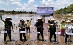 Kebut Optimalisasi Lahan, Kementan Gelar Tanam Padi Perdana di Kalimantan Tengah