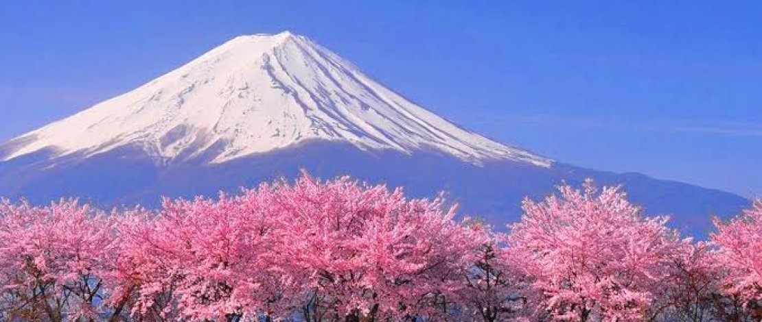 Ilustrasi bunga sakura