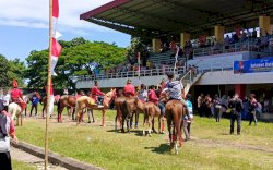 Perdana, Kontes Kuda Lokal Jarang Patta'ba Diikuti 13 Peserta