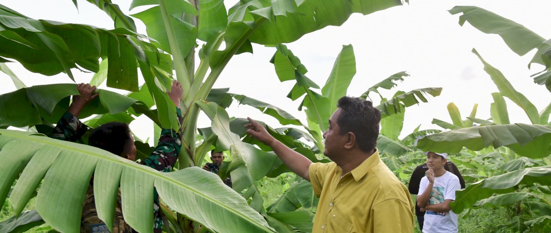 Pisang Cavendish yang Ditanam Warga di Dua Kabupaten Telah Berbuah Pisang Cavendish yang Ditanam Warga di Dua Kabupaten Telah Berbuah