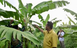 Pisang Cavendish yang Ditanam Warga di Dua Kabupaten Telah Berbuah