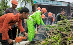 Tim SAR Batalyon C Pelopor Evakuasi Pohon Tumbang di Poros Bone - Wajo