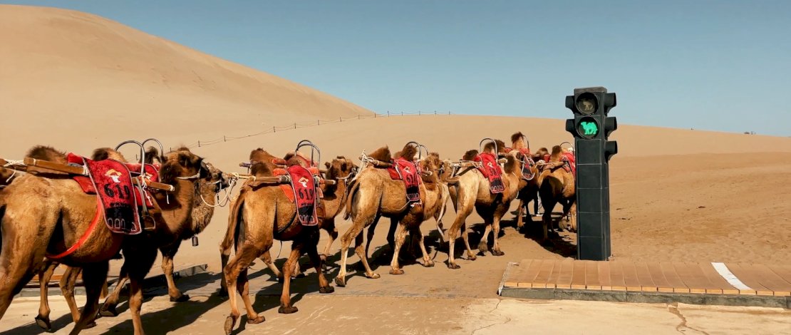 Fenomena Unik: Lampu Lalu Lintas Unta di Gurun Kumtag, China, Menjadi Sorotan Dunia