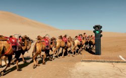 Fenomena Unik: Lampu Lalu Lintas Unta di Gurun Kumtag, China, Menjadi Sorotan Dunia