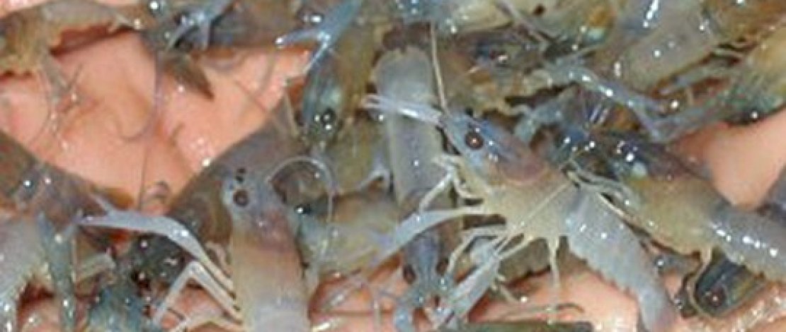 Ditpolairud Baharkam Polri dan KKP Tangkap Penyelundup 91 Ribu Benih Lobster Senilai Rp19 Miliar di Bogor