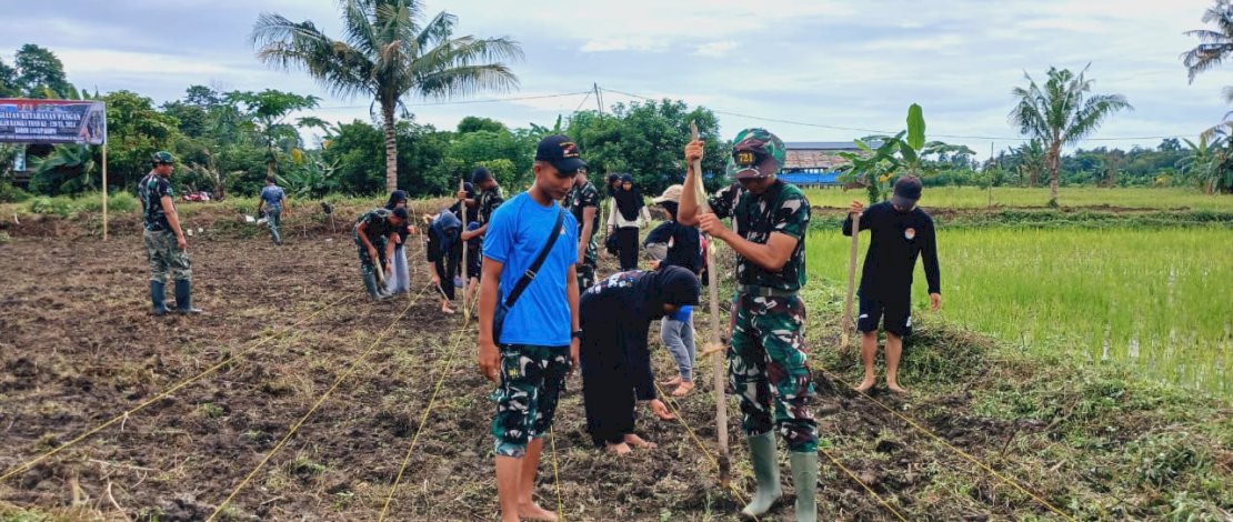 TMMD Kodim 1403/Palopo menggelar penanaman untuk ketahanan pangan.